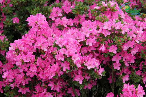 Azalia japońska Maiogi